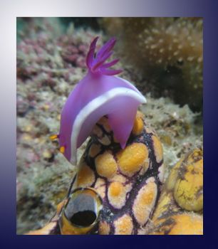 nudibranchs. Redang Island, east coast Malaysia.olympus c... by Juliana Saw 